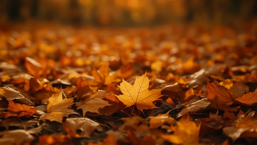 kia pitstopdag en toyota wintercheck bij kooijman autogroep.png